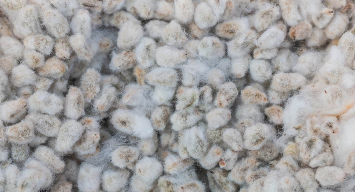 Proper storage and handling of cotton seeds to prevent quality loss