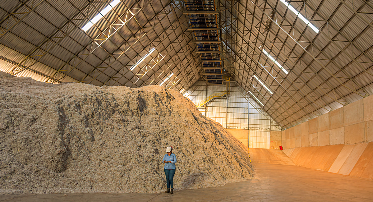 Proper storage and handling of cotton seeds to prevent quality loss